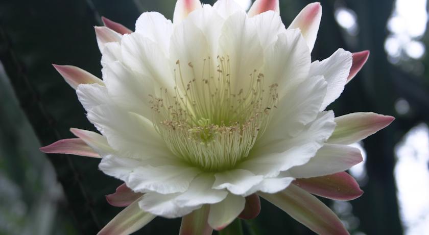 Фото 
Holiday Apartments South Goa
