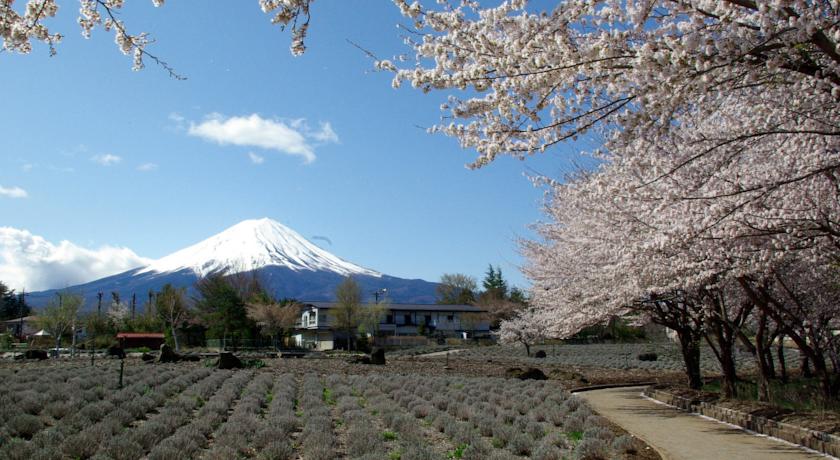 Фото 
Inn the Mist
