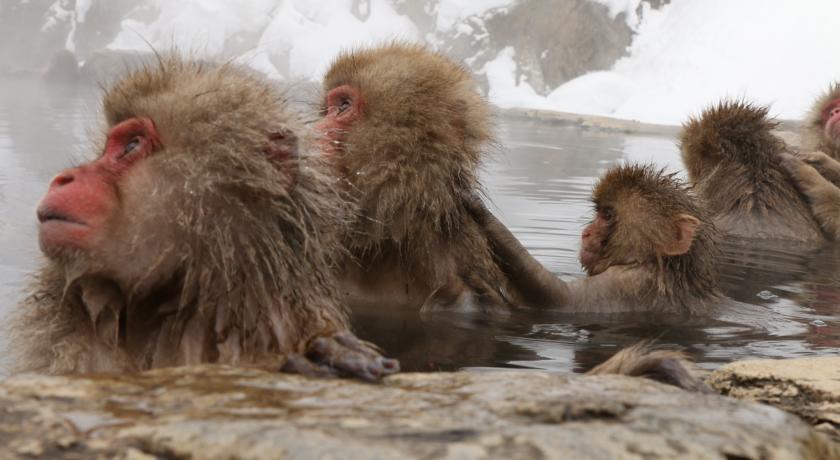 Фото 
Diora Rikyuan
