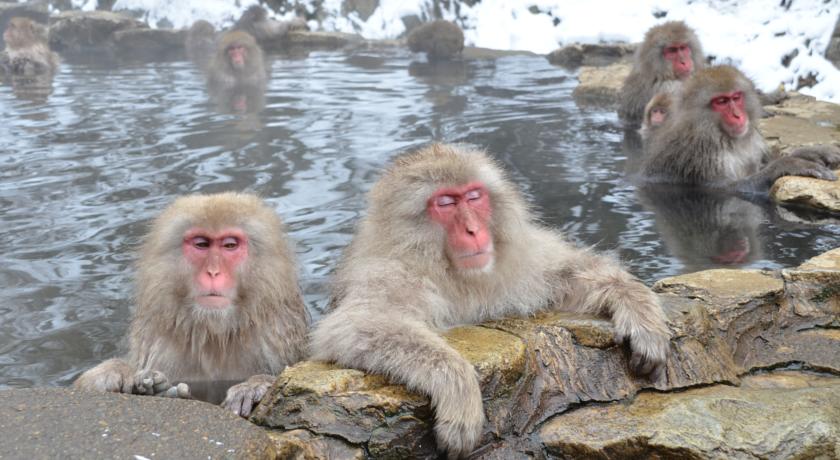 Фото 
Hotel Hanakoyado
