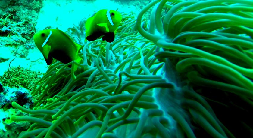 
Local Adventure at Dhiffushi
