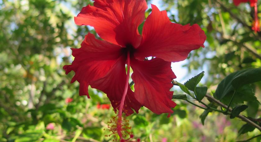 Фото 
Stars Hotel
