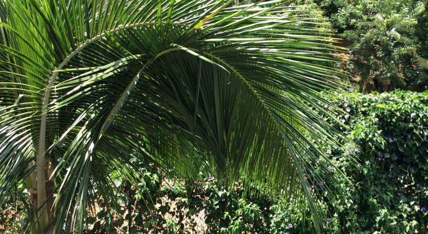 Фото 
Villa Acres Green
