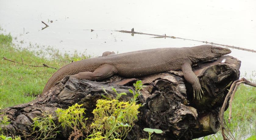 Фото 
Autumn Moon Beach Cabanas
