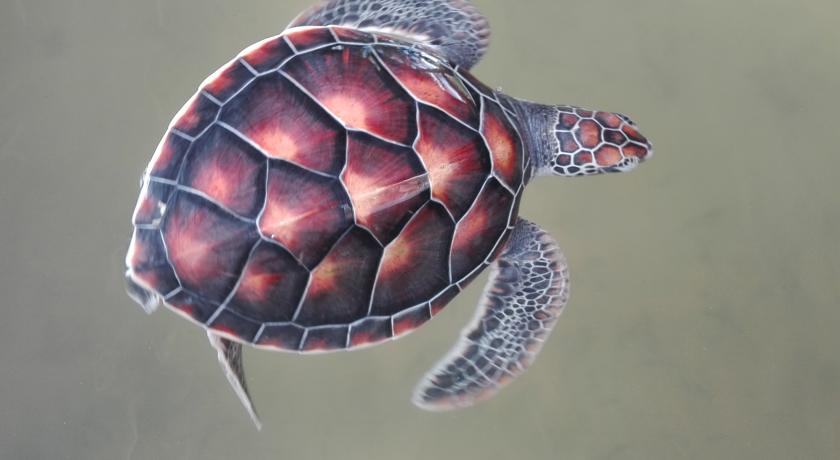 Фото 
Blue Mangrove Villa
