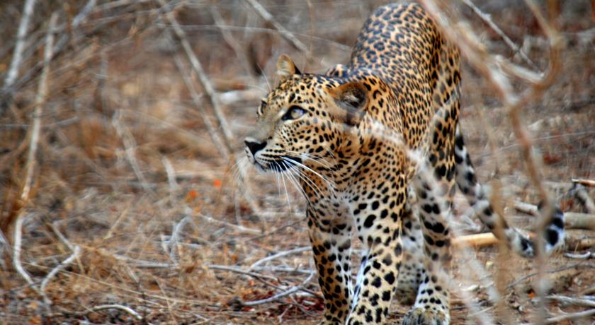 Фото 
Yala Camping Safari Sightseeing Lanka
