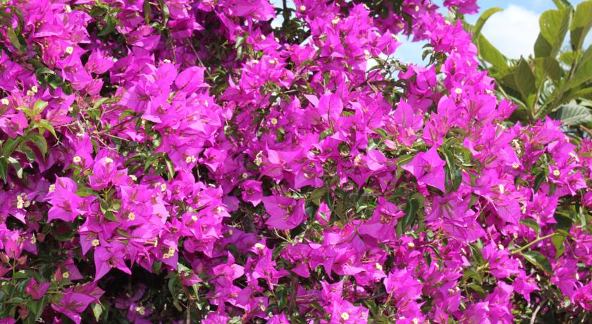 Фото 
Blue Paradise Pension
