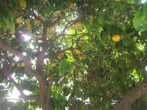 Фото 
Alis Camlik
