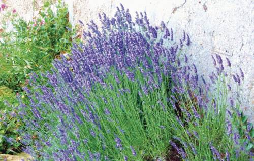 Фото 
Studio Menton Center
