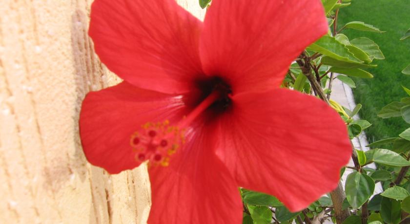 Фото 
Borovets Gardens Apartment C35
